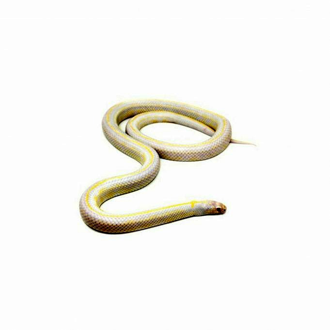 14 Serpents De Compagnie Qui Aiment etre Tenus manipules Avec Des Images