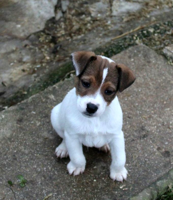 25 Melanges Jack Russell Terrier